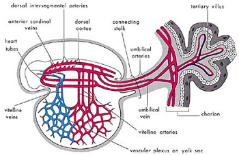The_Quran_on_Human_Embryonic_Development_005.jpg